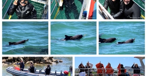 Daily Blog: 03 March 2026 | Shark Cage Diving in South Africa