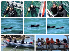 Daily Blog: 03 March 2026 | Shark Cage Diving in South Africa