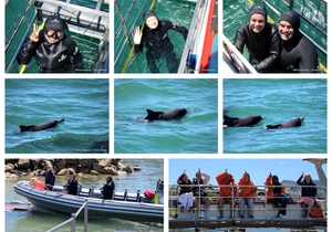 Daily Blog: 03 March 2026 | Shark Cage Diving in South Africa