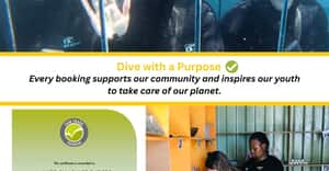 Shark Cage Diving and Volunteer Programs