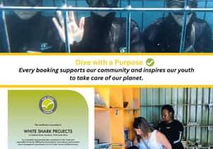 Shark Cage Diving and Volunteer Programs