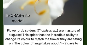 The Camouflaging Flower Crab Spider