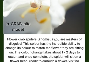 The Camouflaging Flower Crab Spider