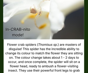 The Camouflaging Flower Crab Spider