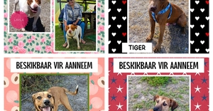 These Dogs Are Still Available for Adoption