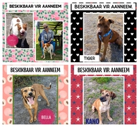 These Dogs Are Still Available for Adoption