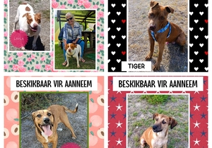 These Dogs Are Still Available for Adoption