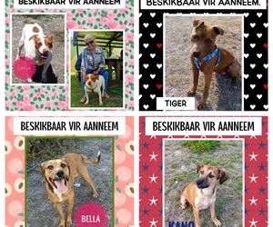 These Dogs Are Still Available for Adoption