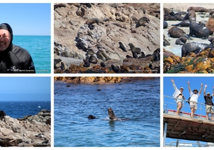 Daily Blog: 11 March 2026 | Shark Cage Diving in South Africa