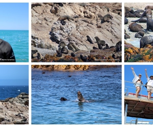 Daily Blog: 11 March 2026 | Shark Cage Diving in South Africa