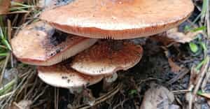 Mushroom Season at Grootbos
