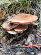 Mushroom Season at Grootbos