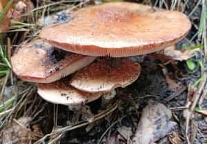 Mushroom Season at Grootbos