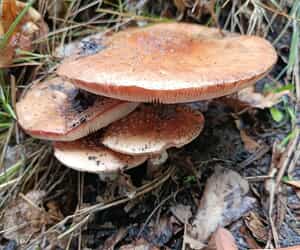 Mushroom Season at Grootbos