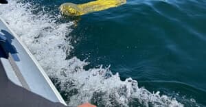 Why We Do Not Allow Balloons at Our Restaurant