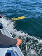 Why We Do Not Allow Balloons at Our Restaurant