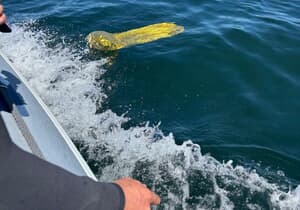 Why We Do Not Allow Balloons at Our Restaurant