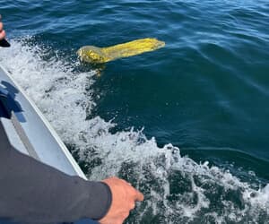 Why We Do Not Allow Balloons at Our Restaurant