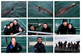 Daily Blog: 17 March 2026 | Shark Cage Diving in South Africa