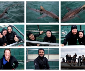 Daily Blog: 17 March 2026 | Shark Cage Diving in South Africa