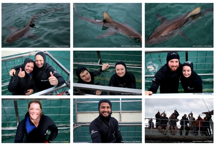 Daily Blog: 17 March 2026 | Shark Cage Diving in South Africa