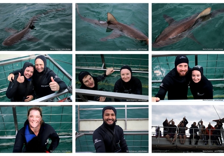 Daily Blog: 17 March 2026 | Shark Cage Diving in South Africa