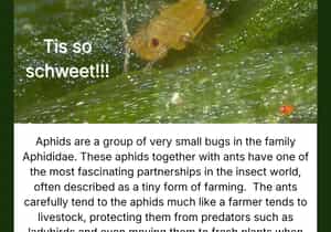 Tiny Farmers You Won’t Believe Exist