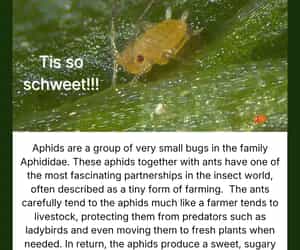 Tiny Farmers You Won’t Believe Exist