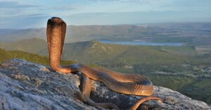 Why Roadkill Is Increasing on the R43 (Stanford to Gansbaai)