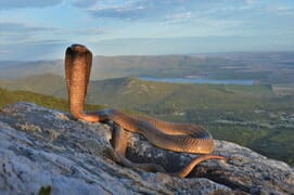 Why Roadkill Is Increasing on the R43 (Stanford to Gansbaai)