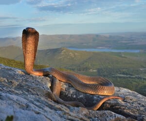 Why Roadkill Is Increasing on the R43 (Stanford to Gansbaai)