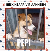 Meet Pepi - Your New Best Friend!