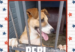 Meet Pepi - Your New Best Friend!