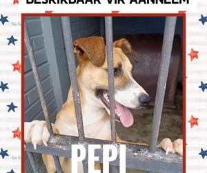 Meet Pepi - Your New Best Friend!