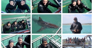 Daily Blog: 24 March 2026 | Shark Cage Diving in South Africa