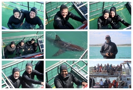 Daily Blog: 24 March 2026 | Shark Cage Diving in South Africa