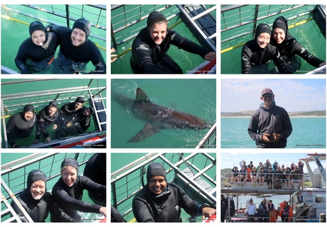 Daily Blog: 24 March 2026 | Shark Cage Diving in South Africa