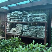 Wood - Walker Bay Nursery - Xplorio™ Hermanus