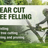 Tree Cutting - Clear Cut Tree Felling - Xplorio Gansbaai