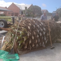 Tree Cutting - Clear Cut Tree Felling - Xplorio Gansbaai