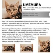 Adorable Kittens Need Furrever Homes!