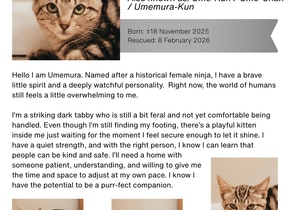 Adorable Kittens Need Furrever Homes!