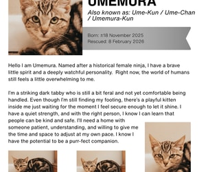 Adorable Kittens Need Furrever Homes!