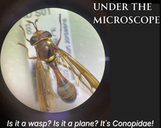 Under the Microscope for 1 April 2026