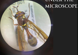 Under the Microscope for 1 April 2026