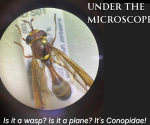 Under the Microscope for 1 April 2026