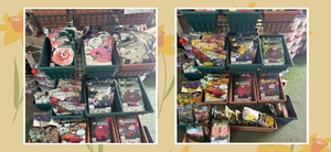 Winter Bulbs at Walker Bay Nursery