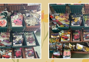 Winter Bulbs at Walker Bay Nursery