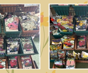 Winter Bulbs at Walker Bay Nursery