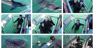 Daily Blog: 08 April 2026 | Shark Cage Diving in South Africa